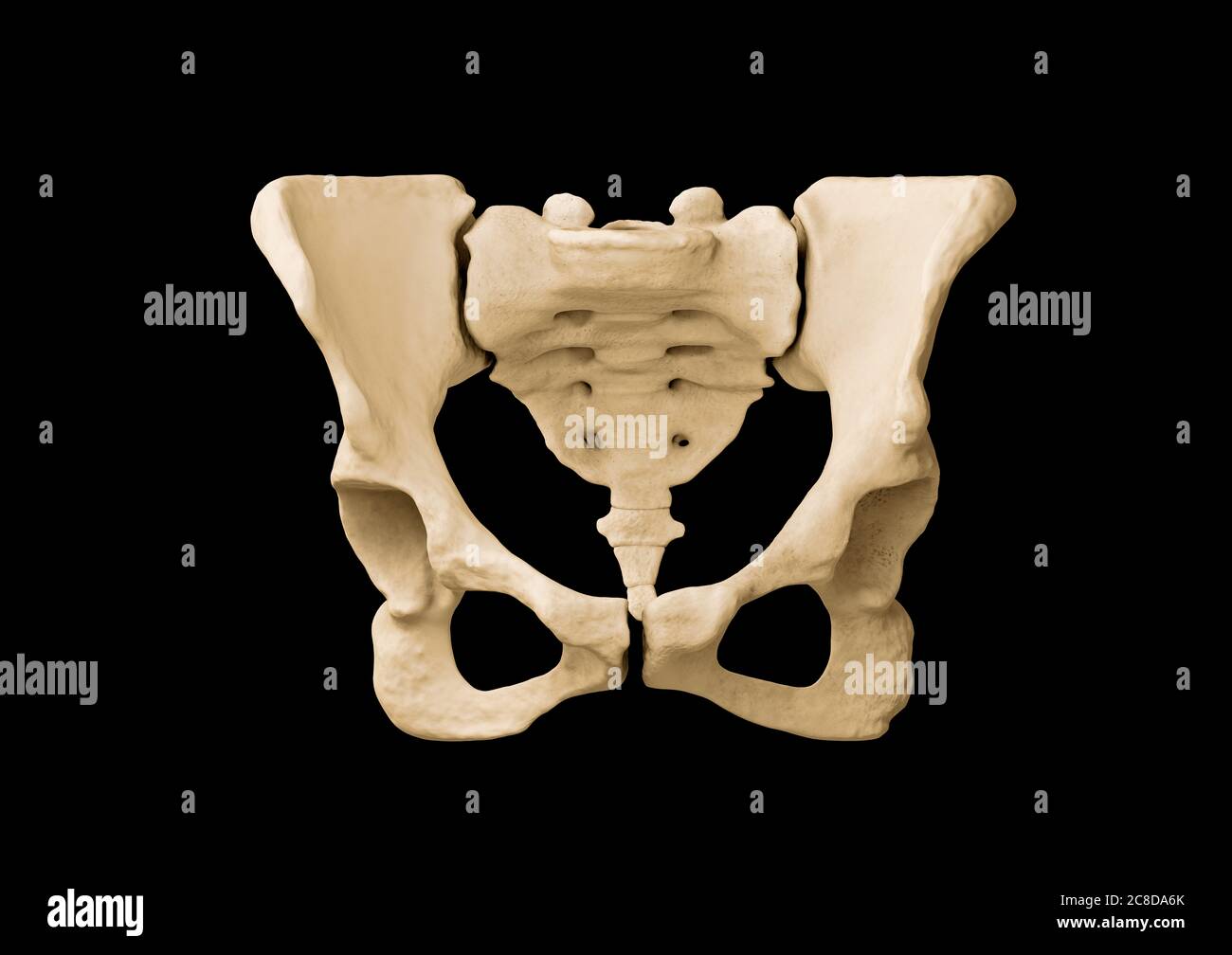 Pelvis, Human skeleton, Female Pelvic Bone anatomy, hip Stock Photo