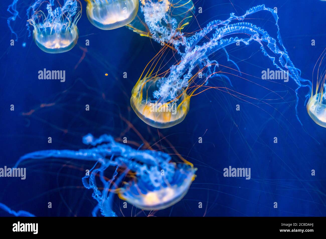 Beautiful jellyfish floating in the blue sea. Stock Photo