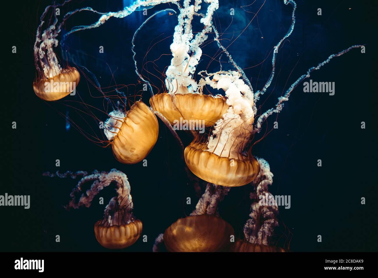 Beautiful jellyfish floating in the depths of the sea. Stock Photo
