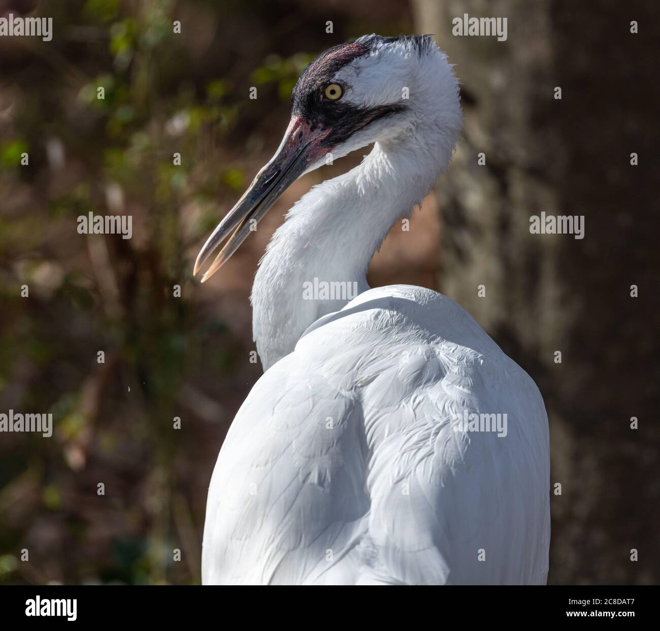 Portrait of Whooping Crane (Grus americana) Stock Photo