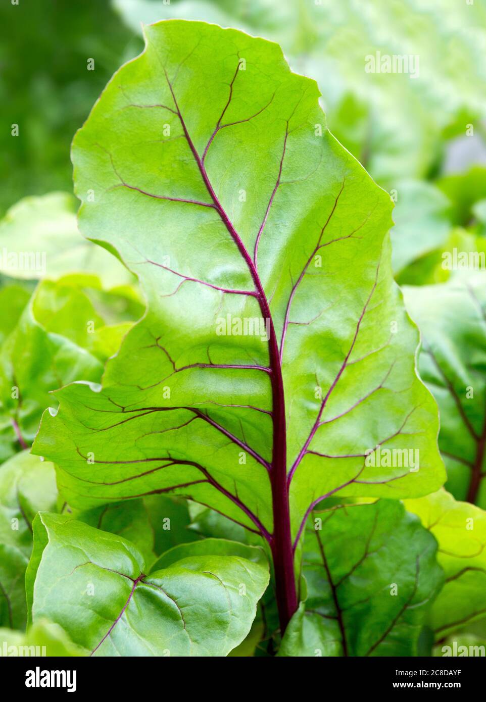 Beet leaves. Beetroot leaves; fresh beet leaf. Close up beet growing in the garden. Closeup leaf. Stock Photo