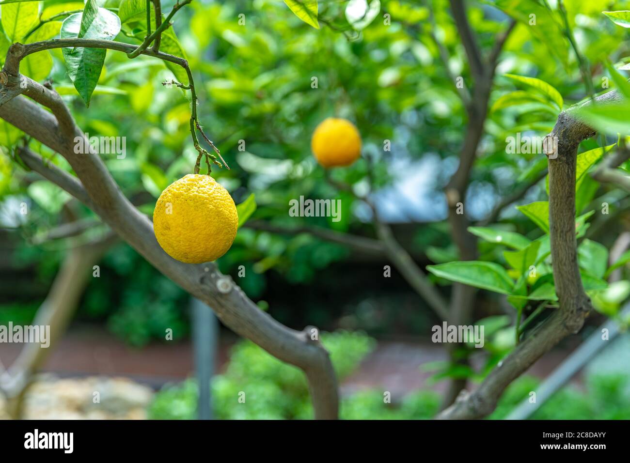 yellow lemon on a green tree Stock Photo