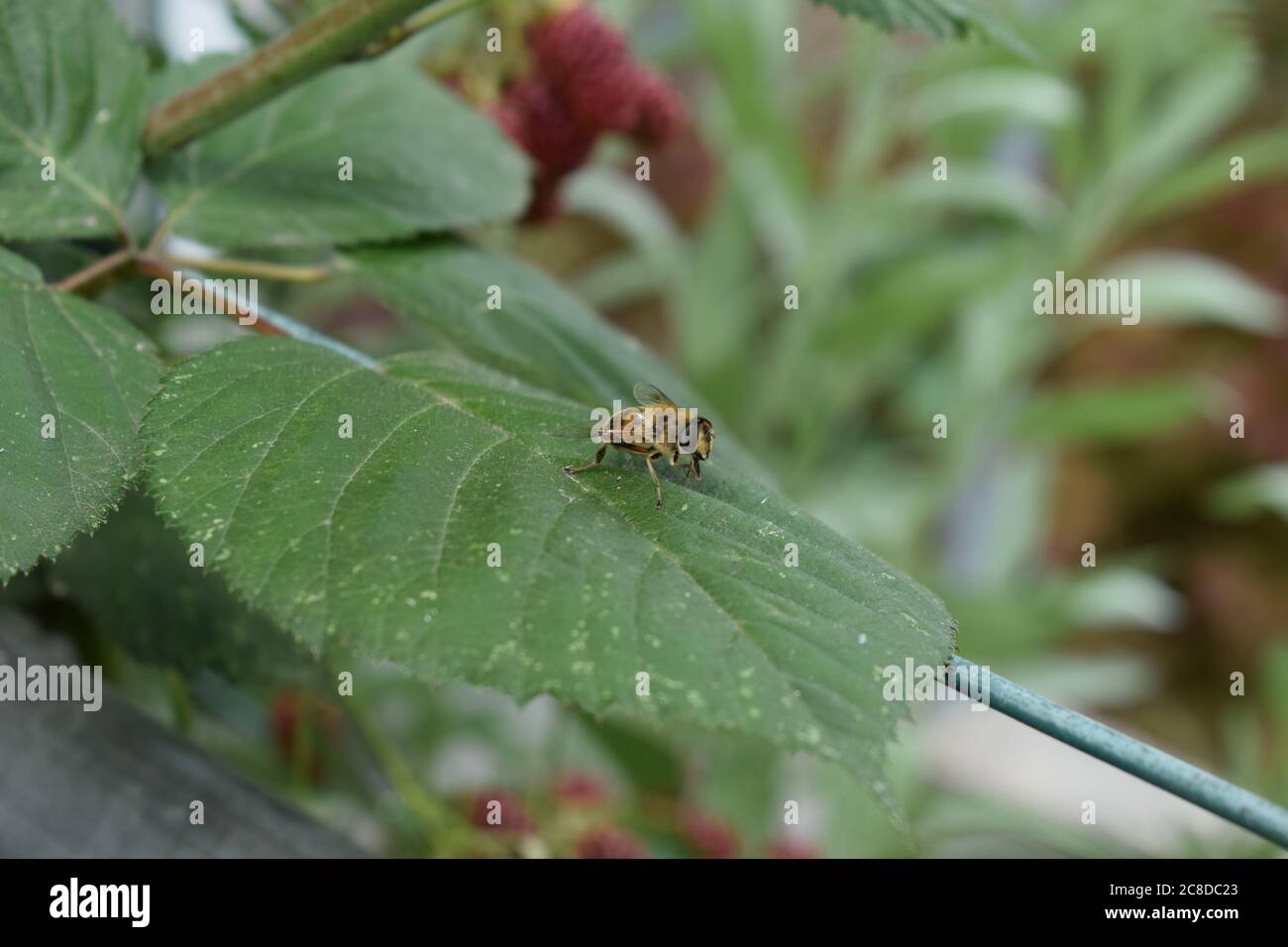 bee on blackberry leaf Stock Photo