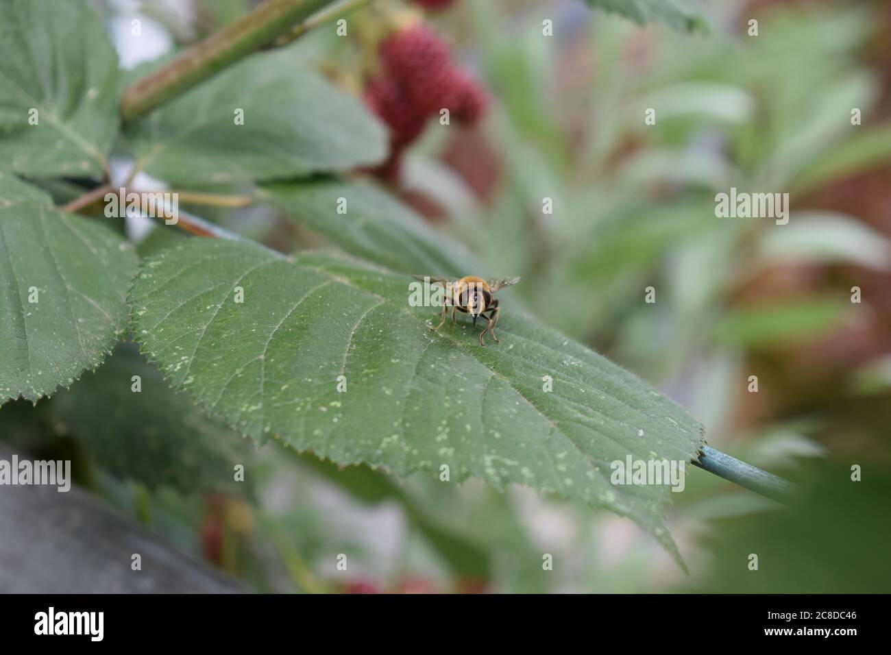 bee on blackberry leaf Stock Photo