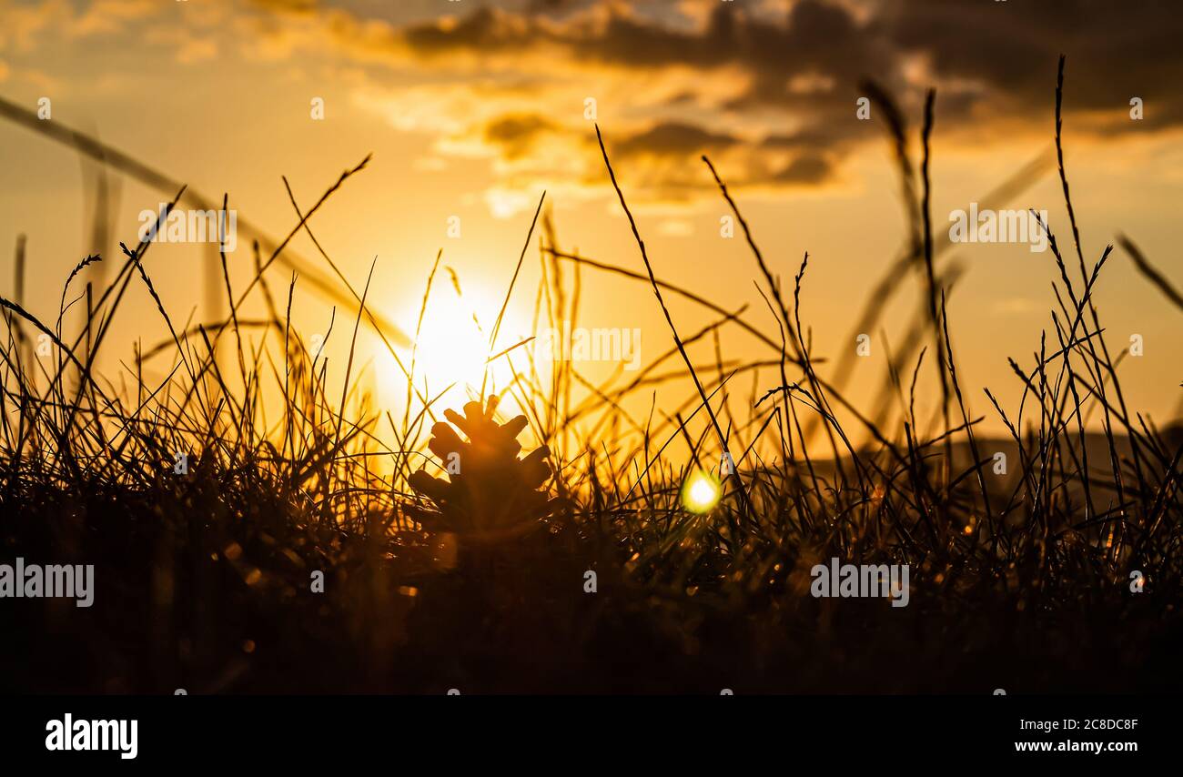 A pine cone that has fallen from a tree lies in the grass, against the background of a bright orange sunset and contrasting clouds. Close-up photo. Stock Photo