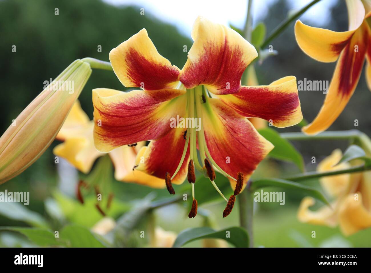 Close up of a large yellow and red Daylily with ants crawling on the flower in a garden in Janesville, Wisconsin, USA Stock Photo