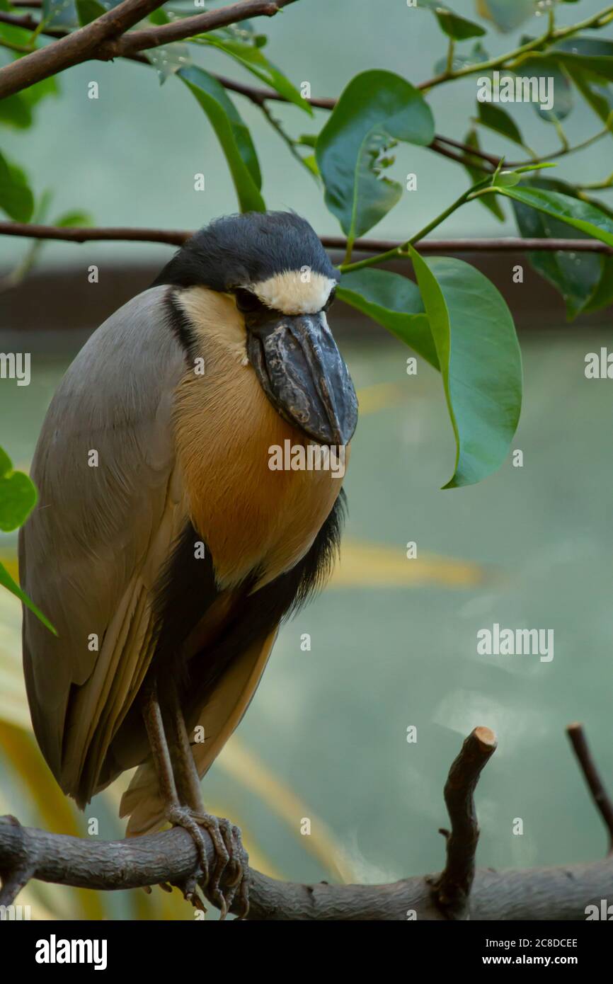 Isolated close up image of a boat billed heron (Cochlearius cochlearius) seen on a tree branch. It is a big exotic bird native to South America with b Stock Photo