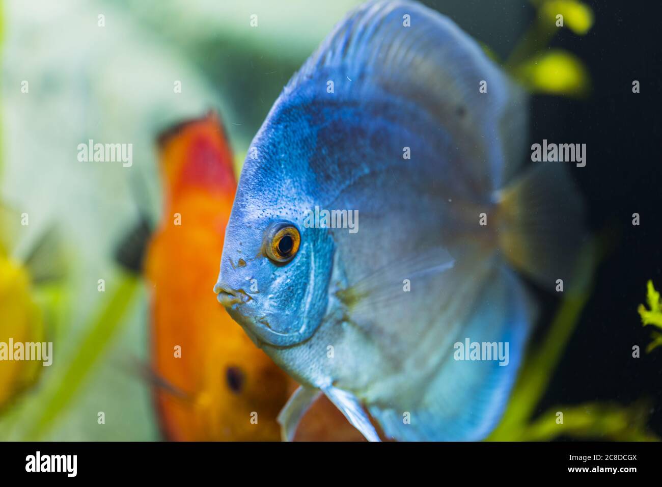 Close up view of blue angel diskus aquarium fish. Hobby