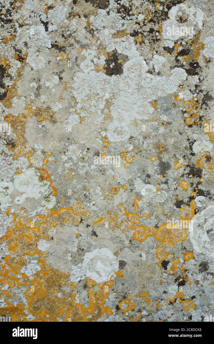 Old flat weathered stone with lichen. Background texture Stock Photo
