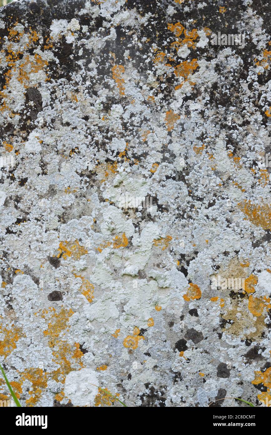 Old flat weathered stone with lichen. Background texture Stock Photo