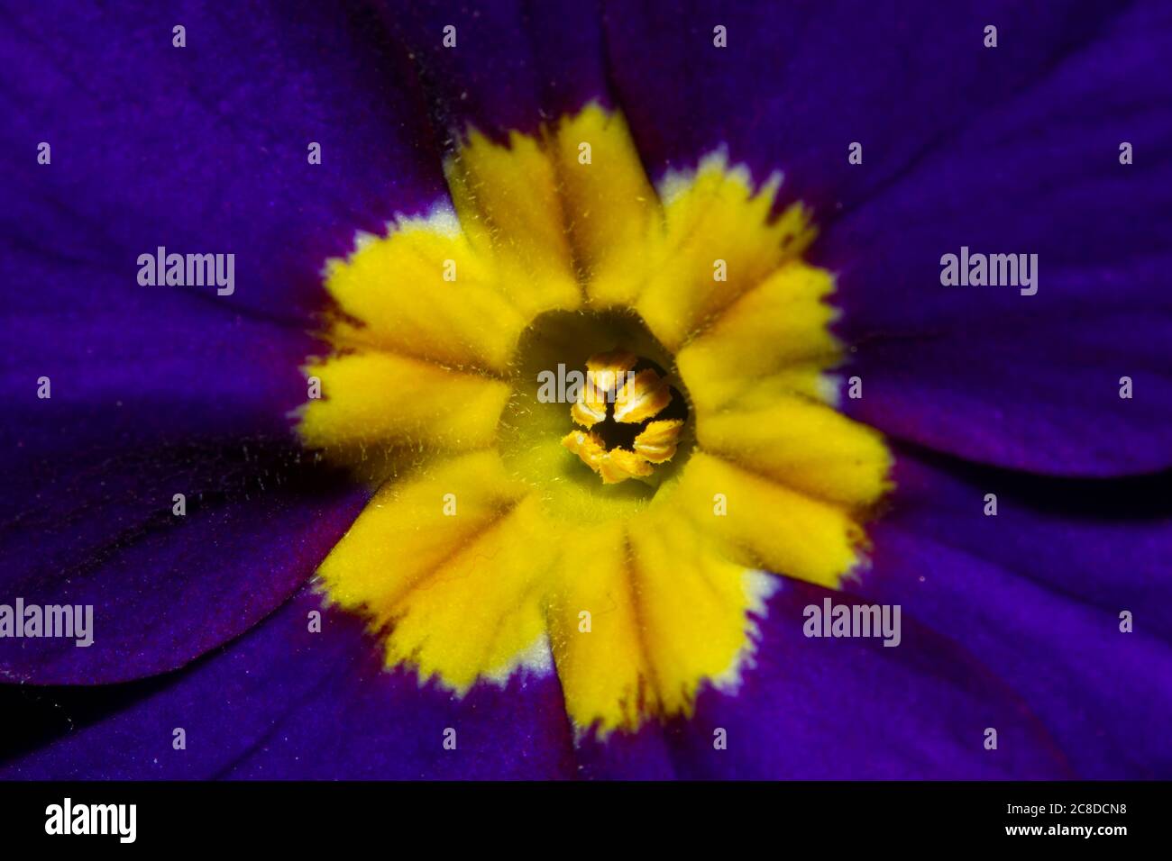Close up image of a Primula Acaulis (Primrose) flower that shows details of the flower parts. This is a vibrant purple flower with a yellow pattern in Stock Photo