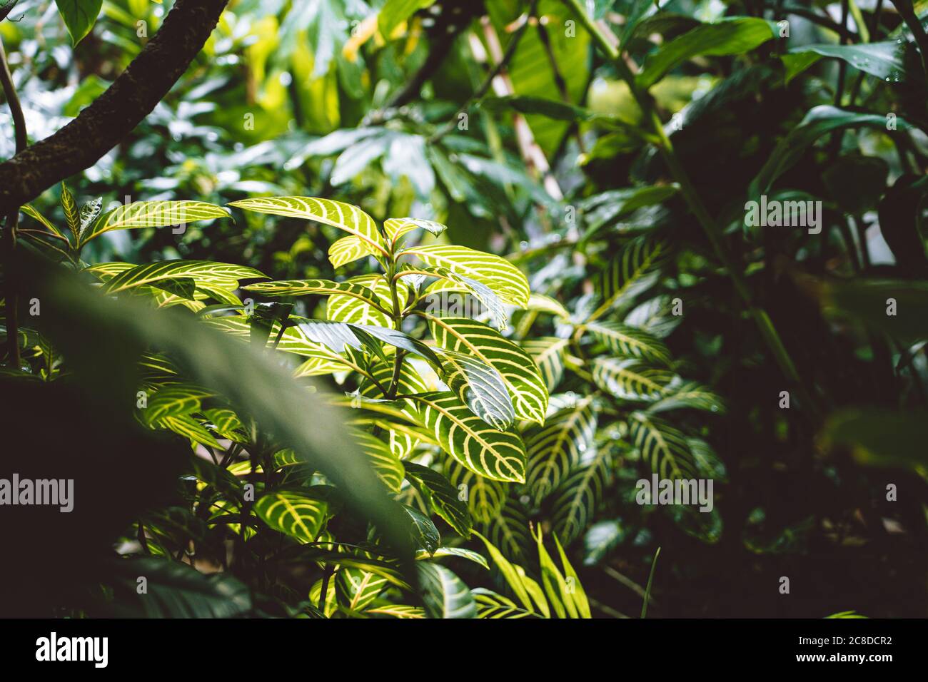 Closeup nature view of green leaf in garden at summer under sunlight ...
