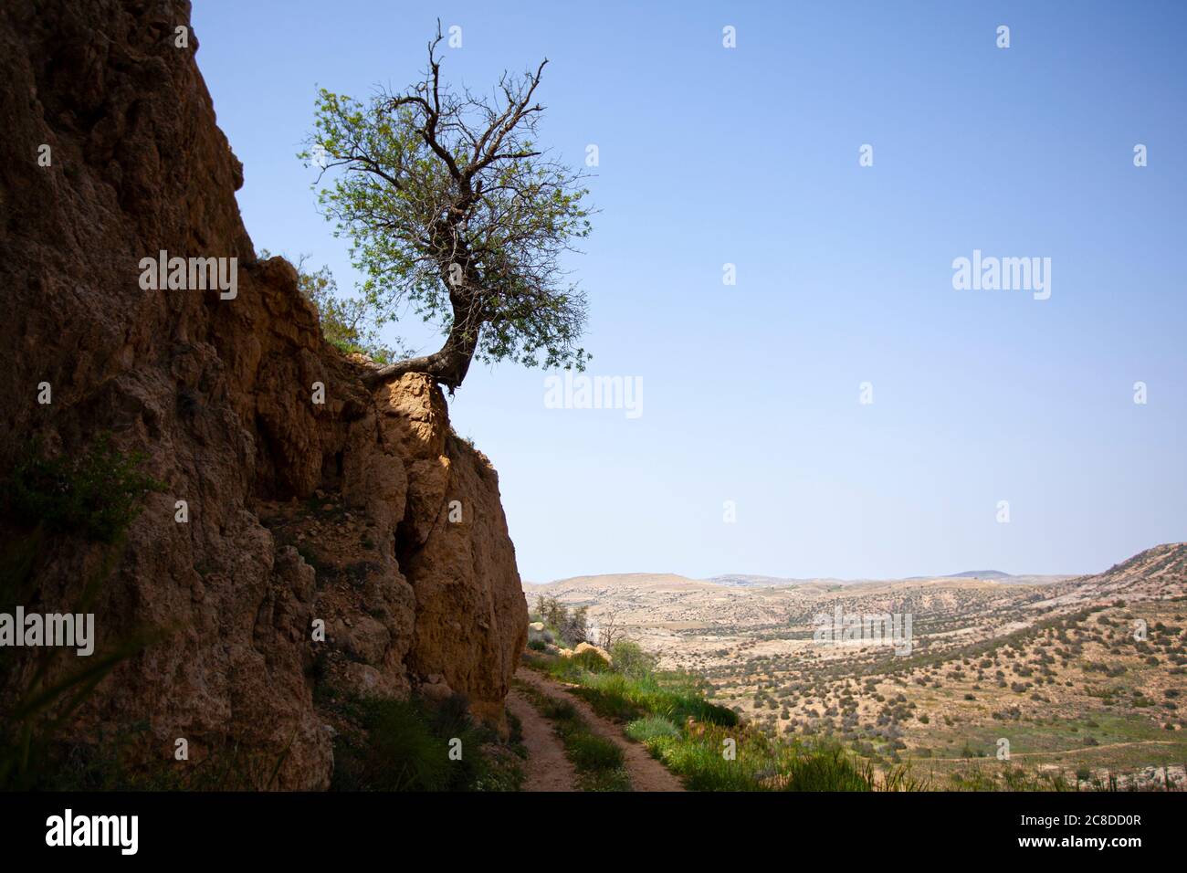 Image features a weird shaped bushy tree on the edge of a cliff. Its roots firmly holds the little available land while its trunk makes a curve due to Stock Photo