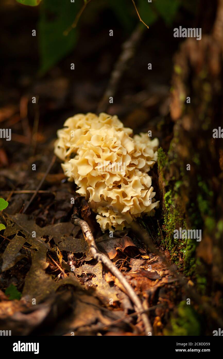 Close up image of Sparassis spathulata (the eastern cauliflower mushroom) on a muddy forest ground by a tree trunk in Maryland Stock Photo