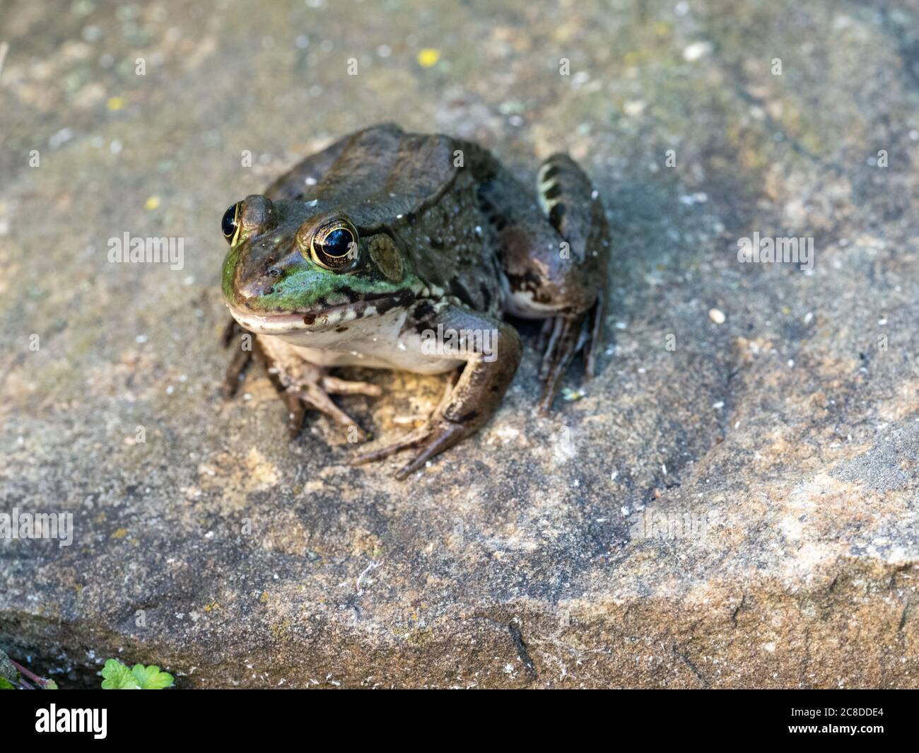 Green frog sitting on stone Stock Photo