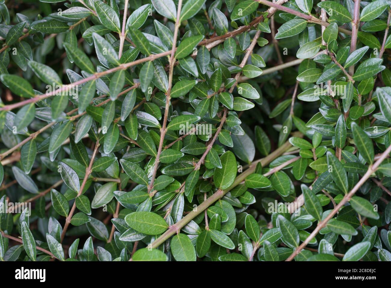 Box honeysuckle or Wilson's honeysuckle, in Latin called lonicera nitida. Close up view of some branches and leaves without flowers and fruits. Stock Photo