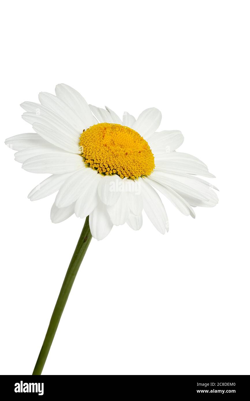 white daisy flower isolated on white Stock Photo