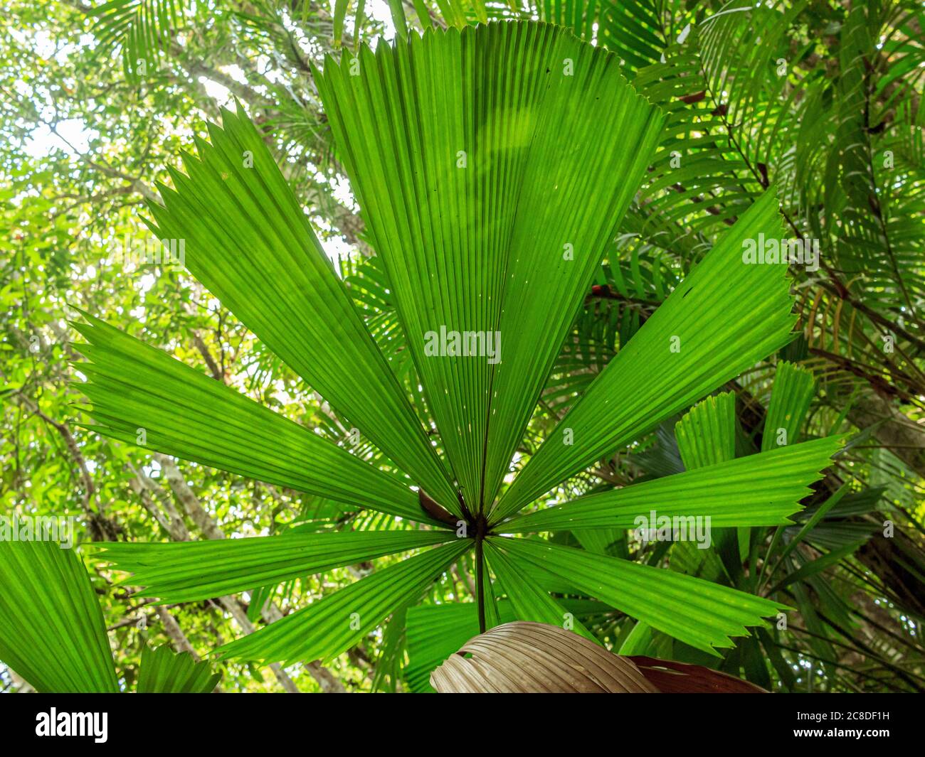 Large green leafs in palm trees jungle simple picture Stock Photo