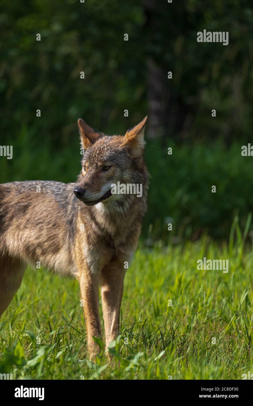 Gray wolf in northern Wisconsin Stock Photo Alamy