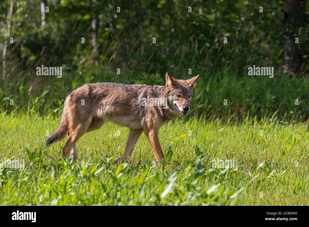 Gray wolf in northern Wisconsin Stock Photo - Alamy