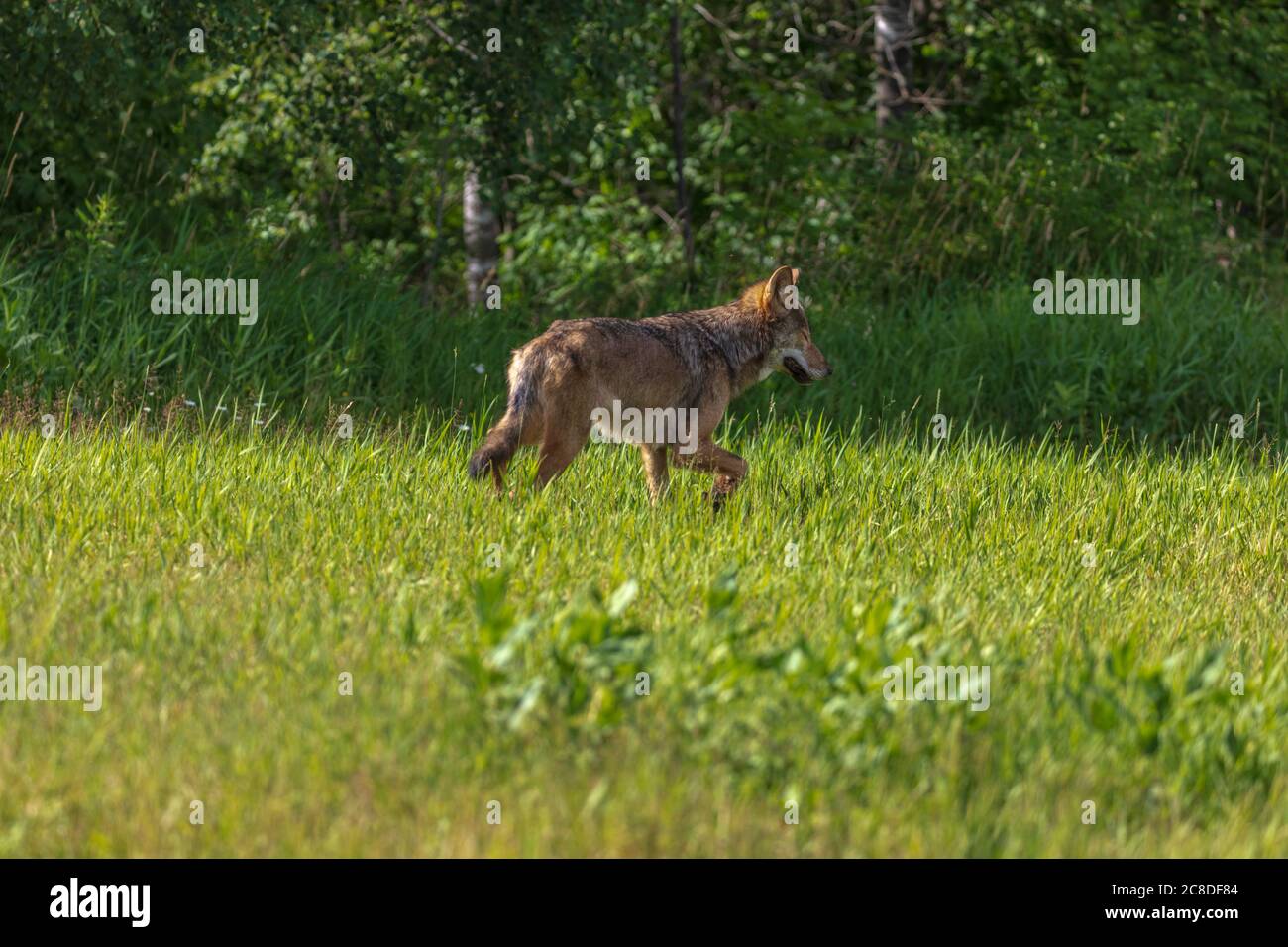 Gray wolf in northern Wisconsin Stock Photo Alamy