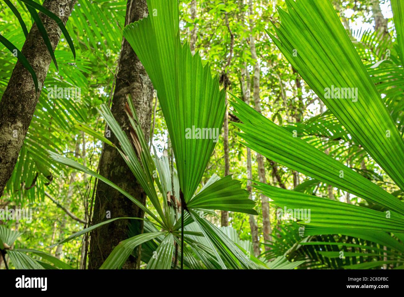 Large green leafs in palm trees jungle simple picture Stock Photo