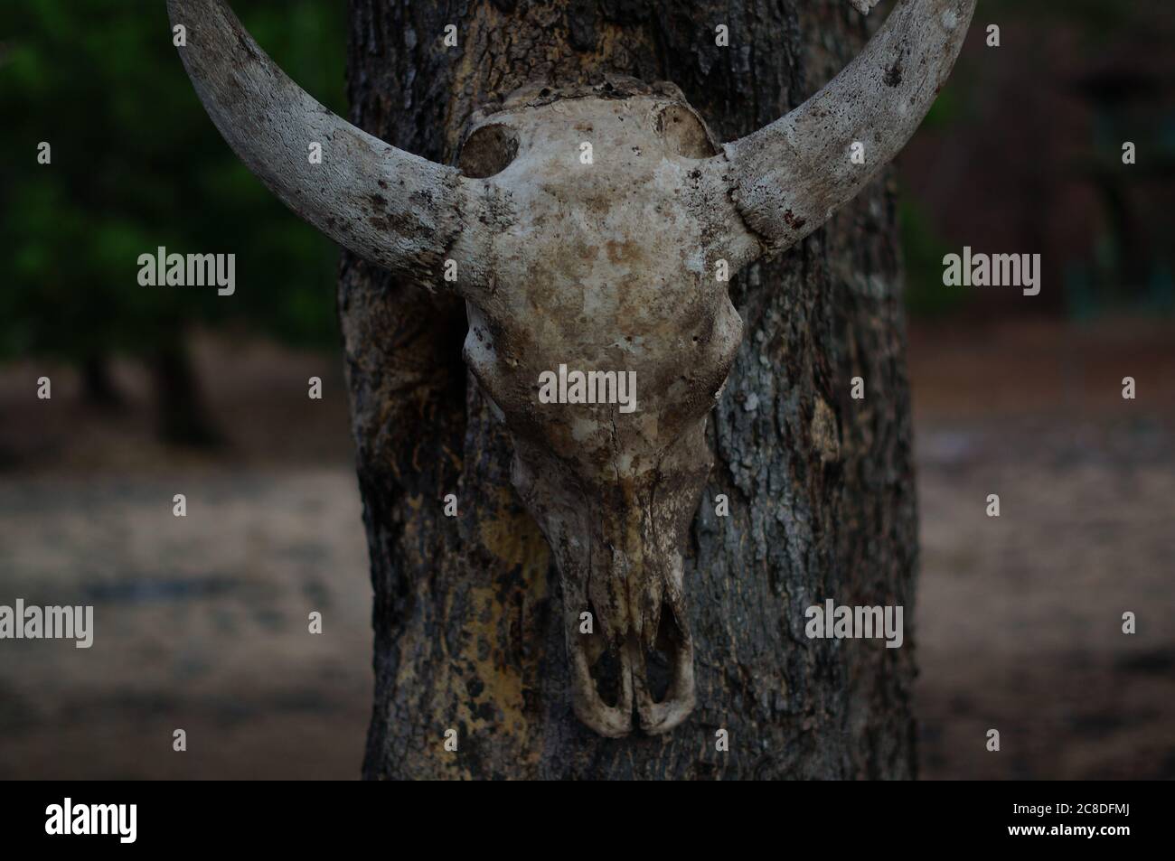 The skulls of deer animals hanging on trees are in the wilderness, traces of wild predators and natural predators. Stock Photo