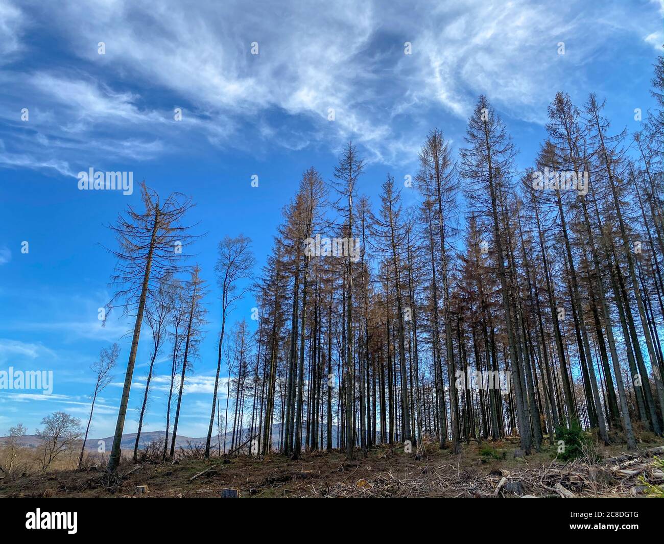 Conifer Tree Group In Sunny Forestry Area With Blue Sky And Beautiful Clouds Stock Footage Harz Mountain Range Germany Stock Photo Alamy