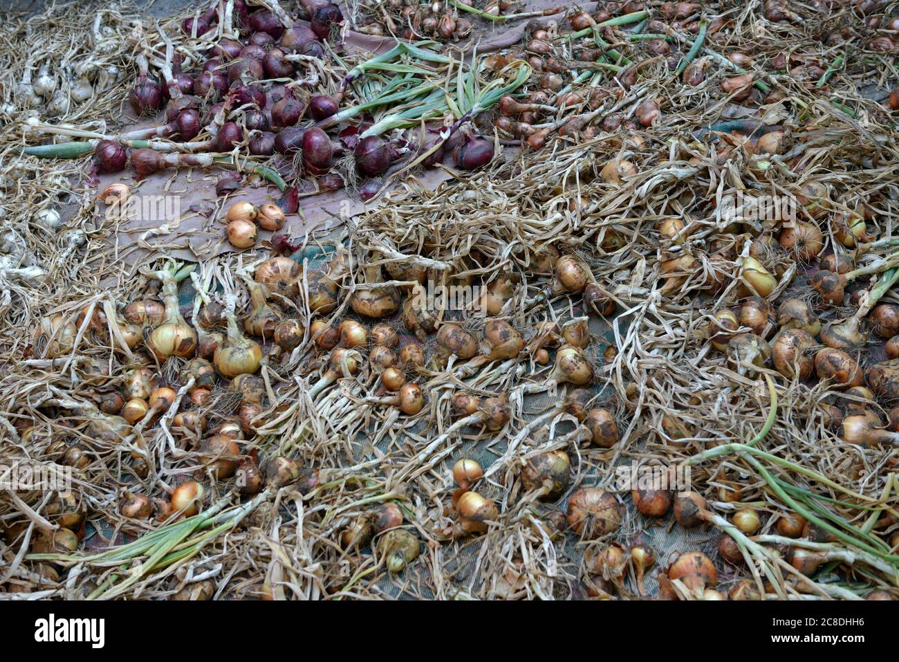 These are the various bulb of onion hi-res stock photography and images ...