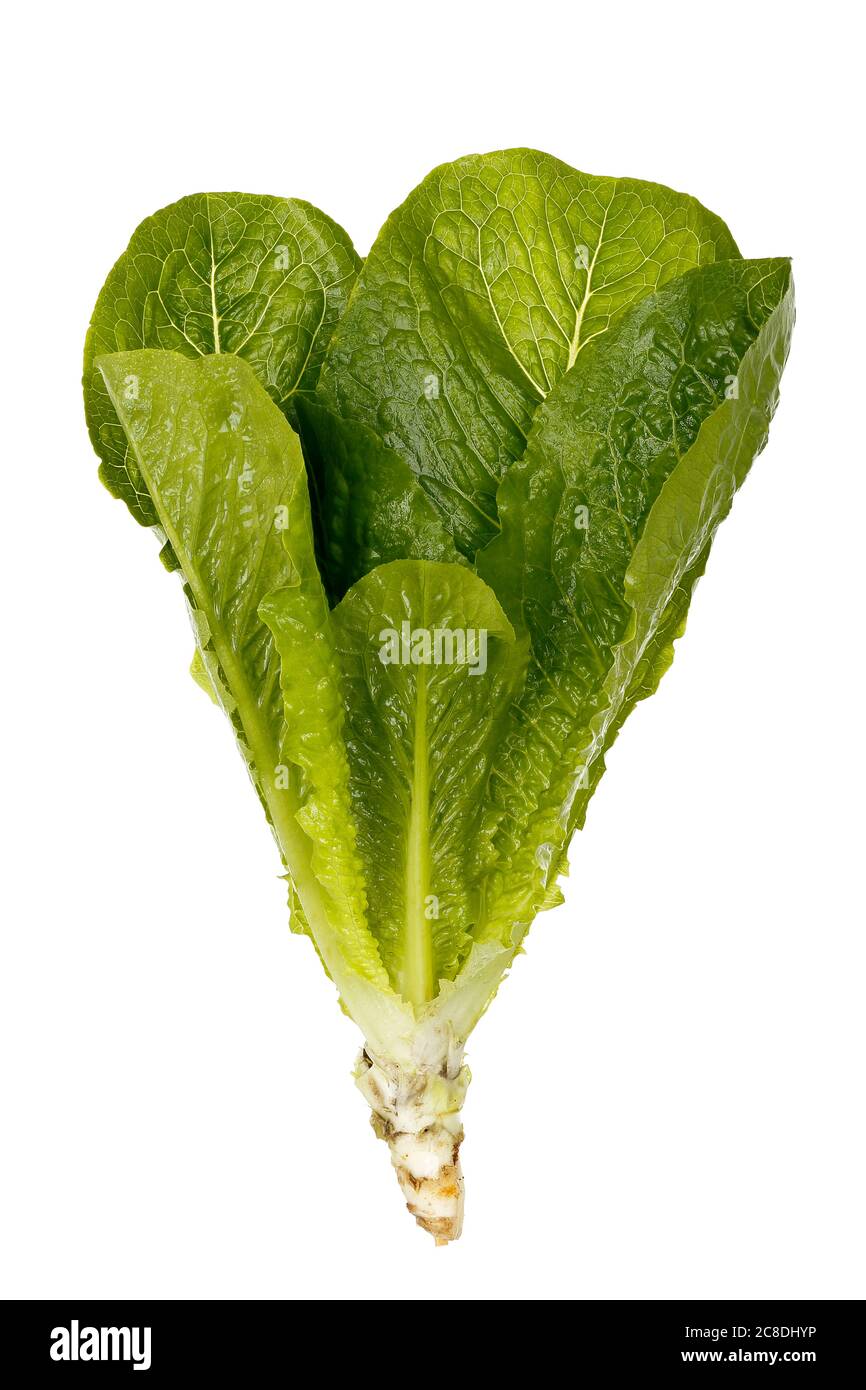 Wet lettuce salad Cut Out Stock Images & Pictures Alamy