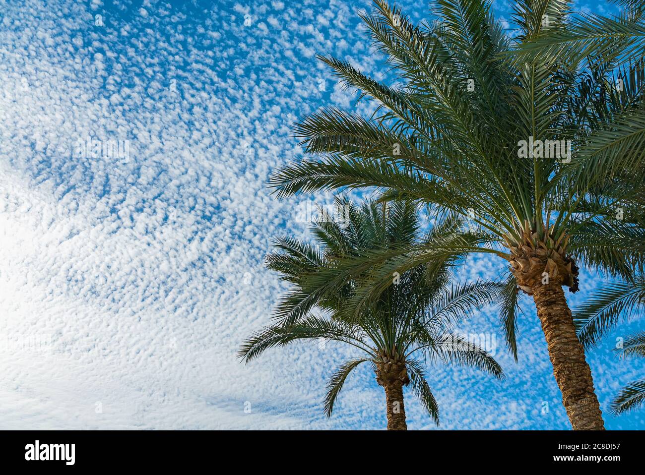 Beautiful green palm trees against the blue sunny sky with light clouds ...