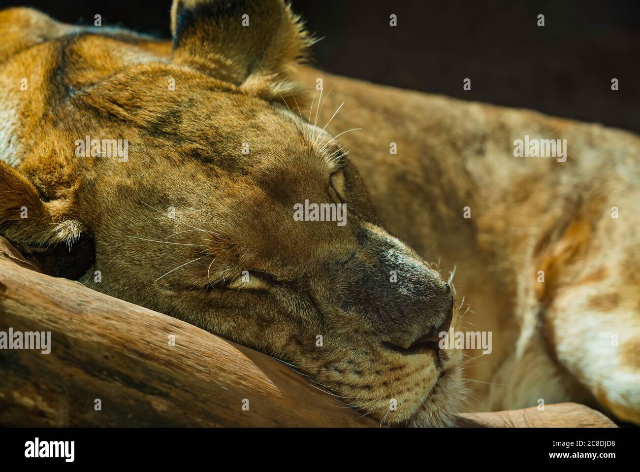 Close up of lioness sleeping. Predator taking a nap. Portrait of a lion resting on the wood Stock Photo
