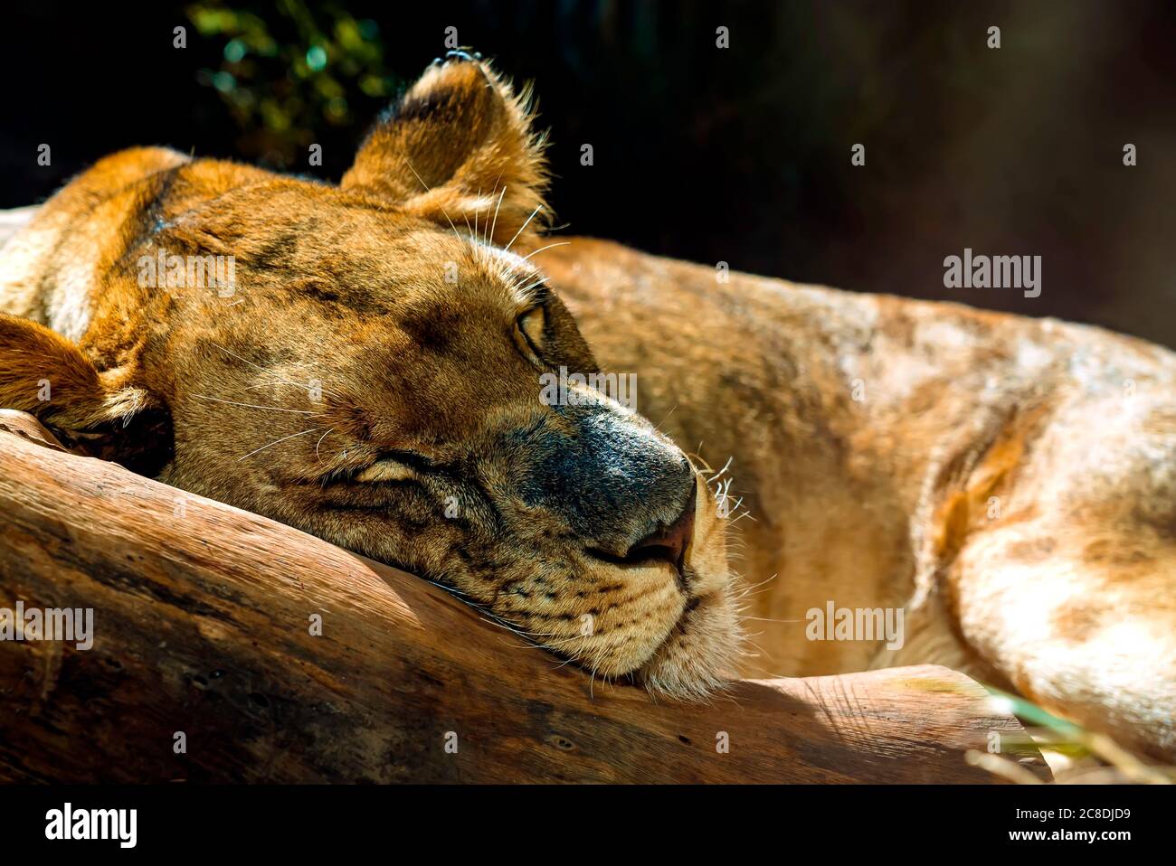Close up of lioness sleeping. Predator taking a nap. Portrait of a lion resting on the wood Stock Photo