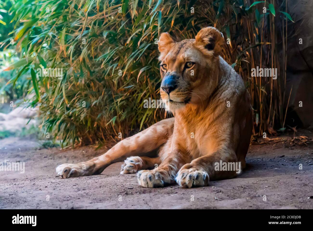 Close up of lioness lying on the ground with a green bamboo on the background. Predator having a rest Stock Photo