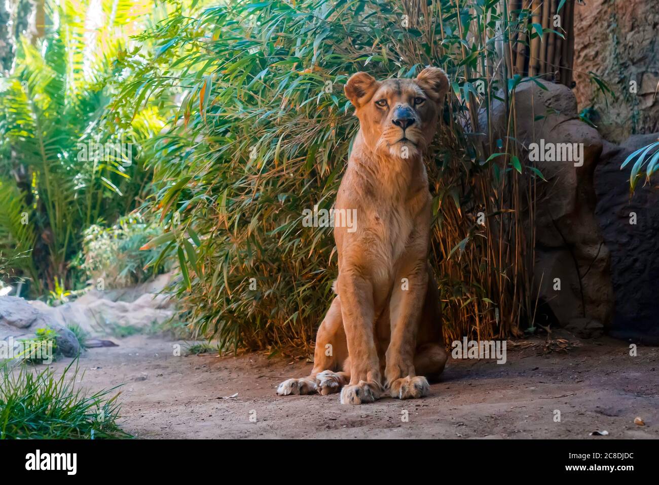 Close up of lioness sitting on the ground with a green bamboo on the background. Predator having a rest Stock Photo