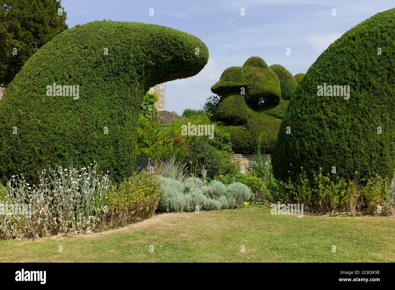 Unusual yew topiary dominates a border separating the main lawn from the house at The Courts garden Wiltshire England UK Stock Photo