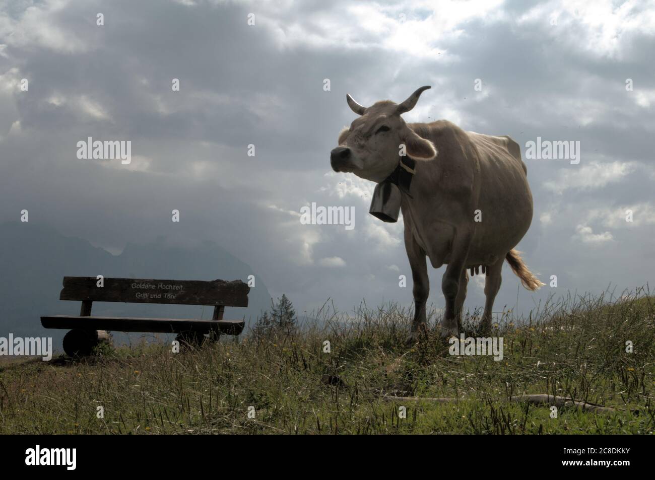 Horns intact hi-res stock photography and images - Alamy