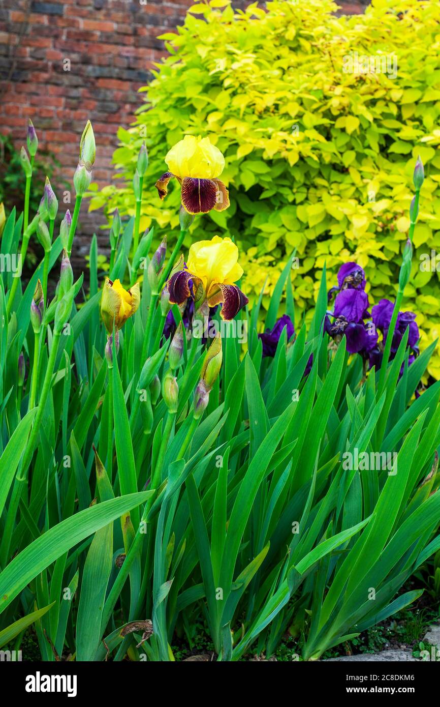 Bearded iris border hi-res stock photography and images - Alamy