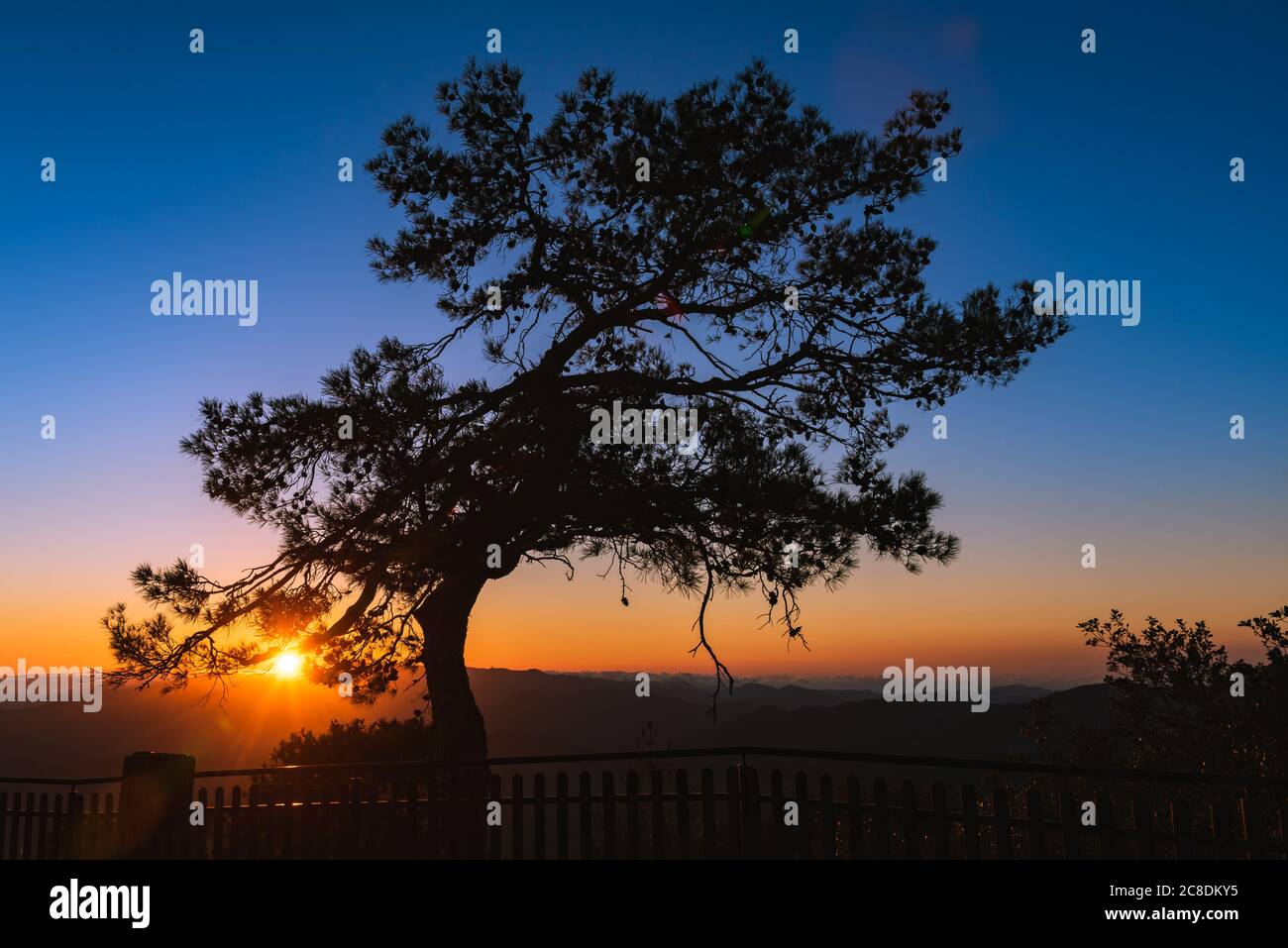 Silhouette of a forest pine tree during blue hour with bright sun at sunset. Stock Photo