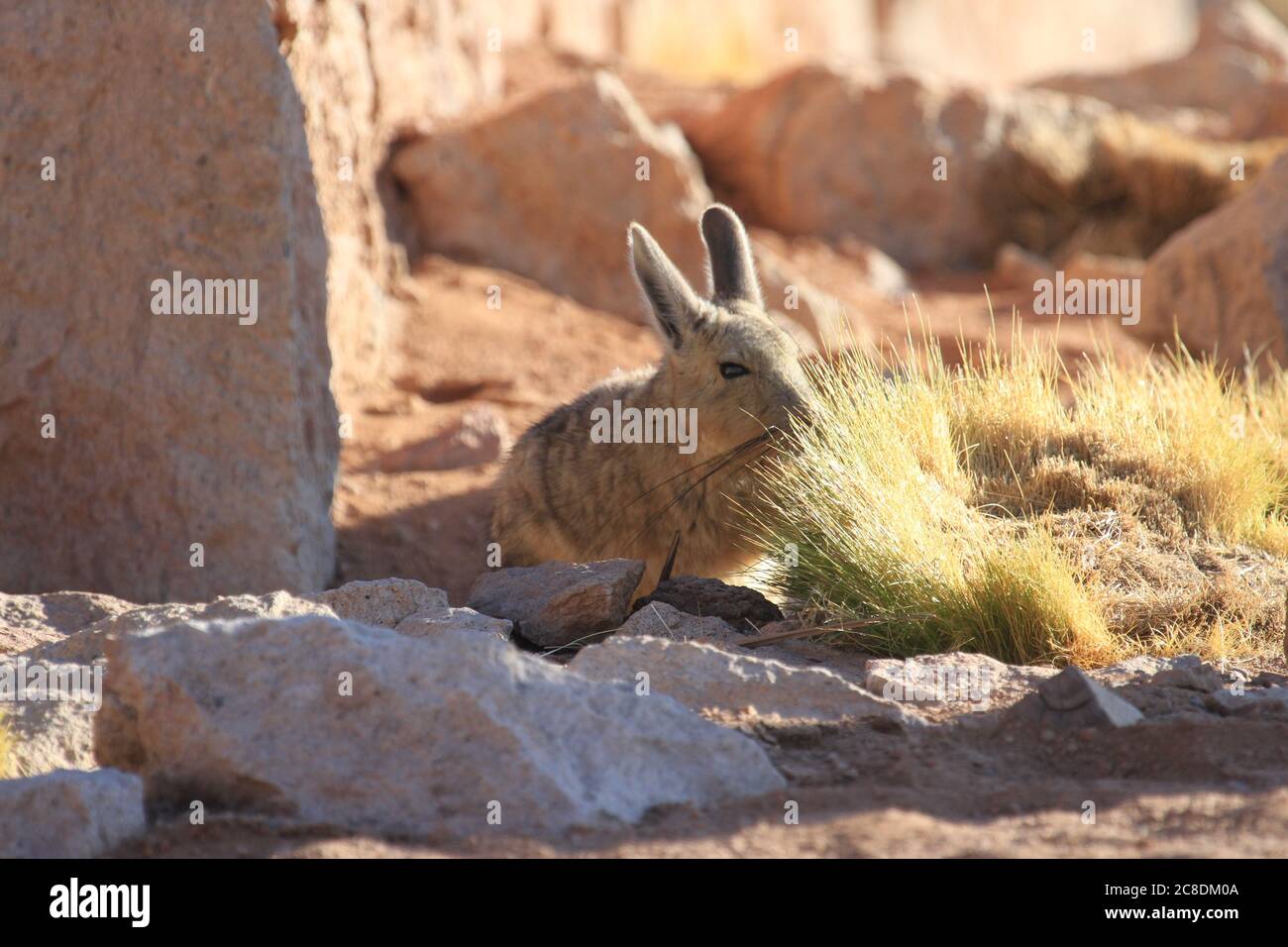 Viscacha, Atacama Desert, Chile Stock Photo
