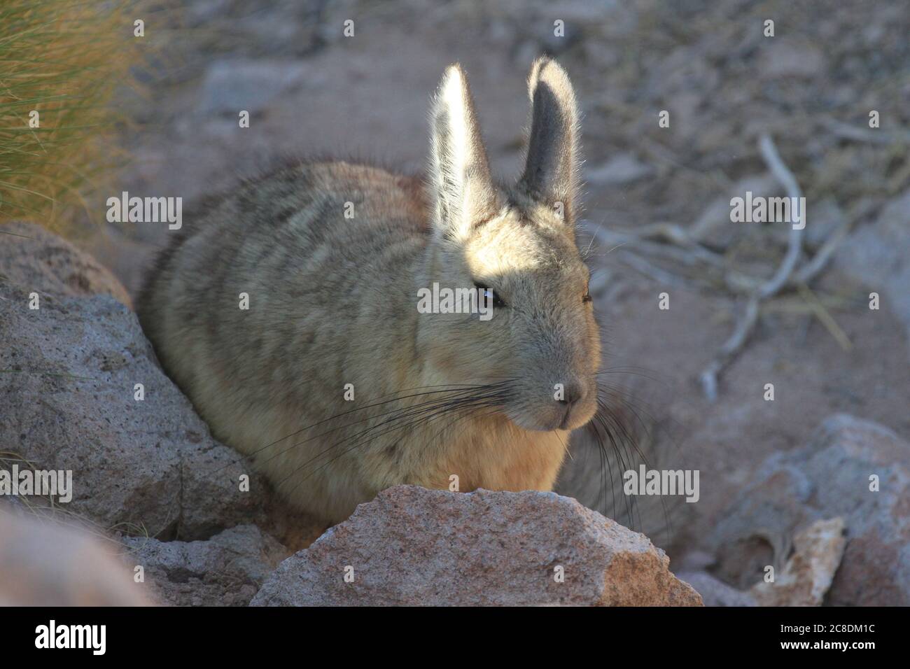 Viscacha, Atacama Desert, Chile Stock Photo