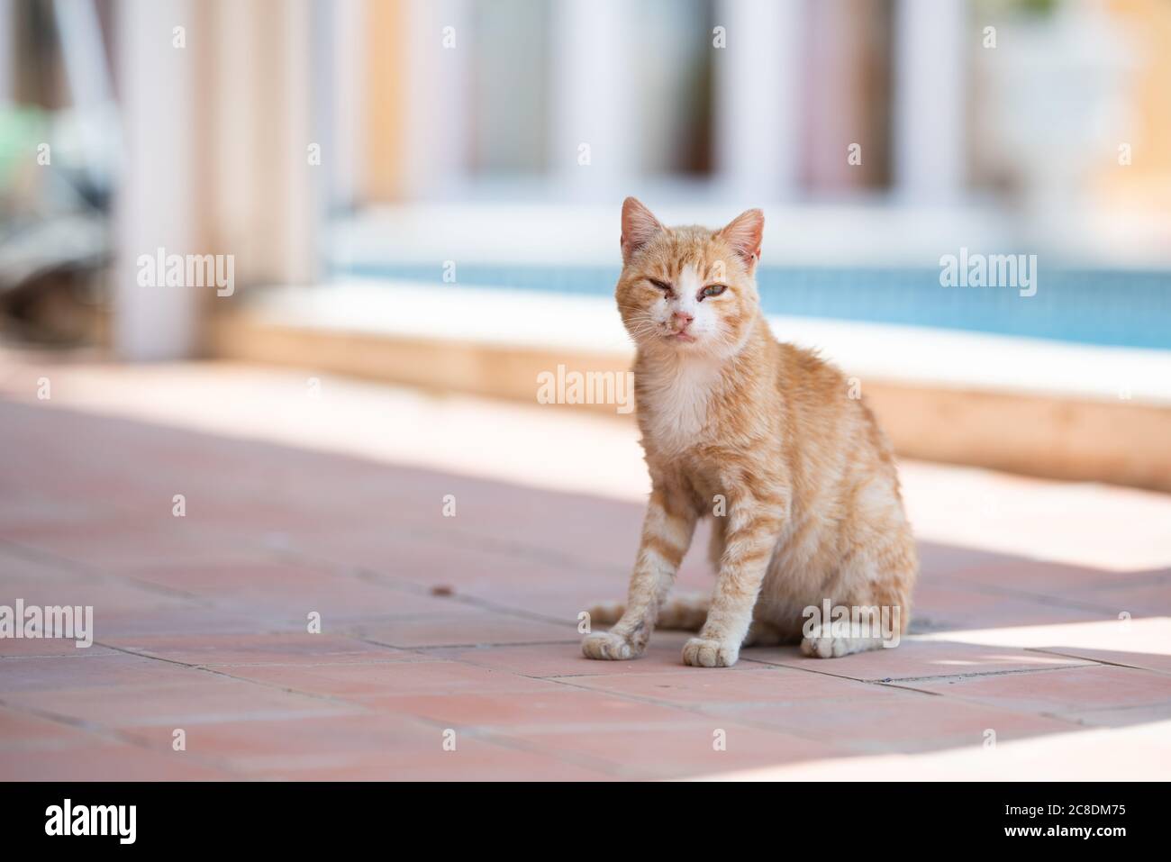 cat white nose discharge