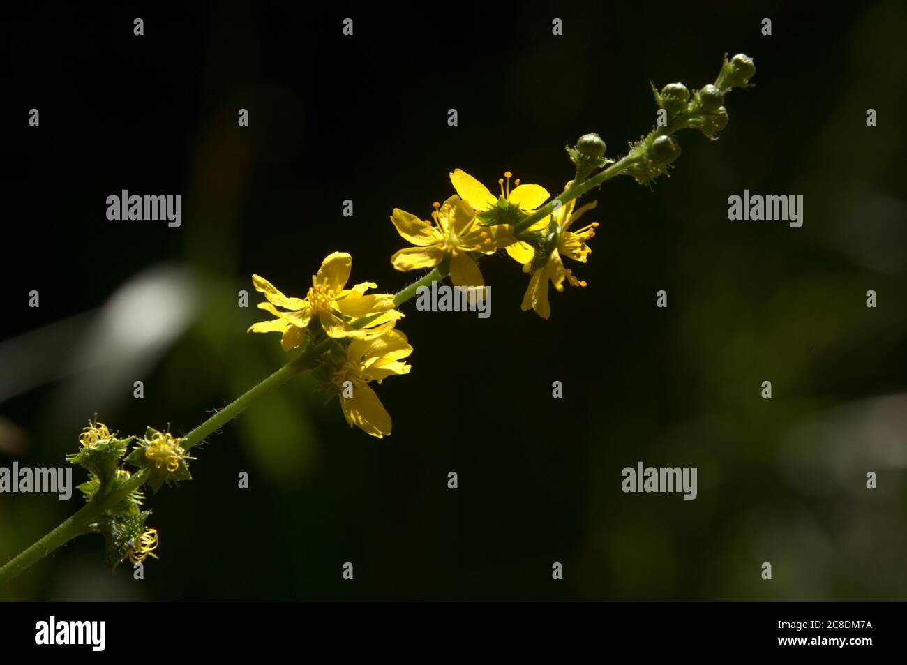 Scented Agrimony (Agrimonia procera) catching sunlight n a park in Munich Stock Photo