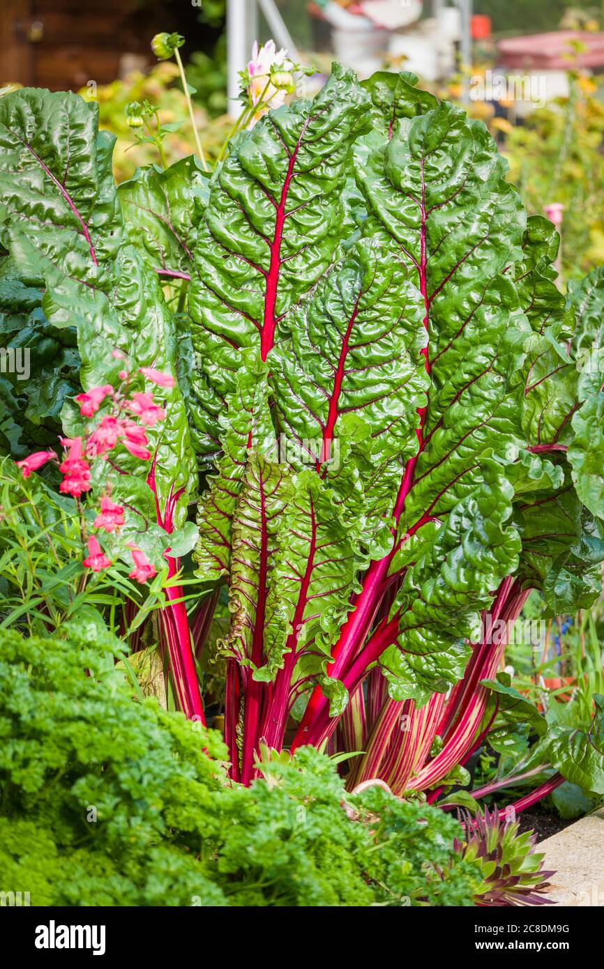 Nutritious Ruby Chard growing in a raised planter easily accessible from the kitchen. It is a long-lasting vegetable popular in this private English garden Stock Photo