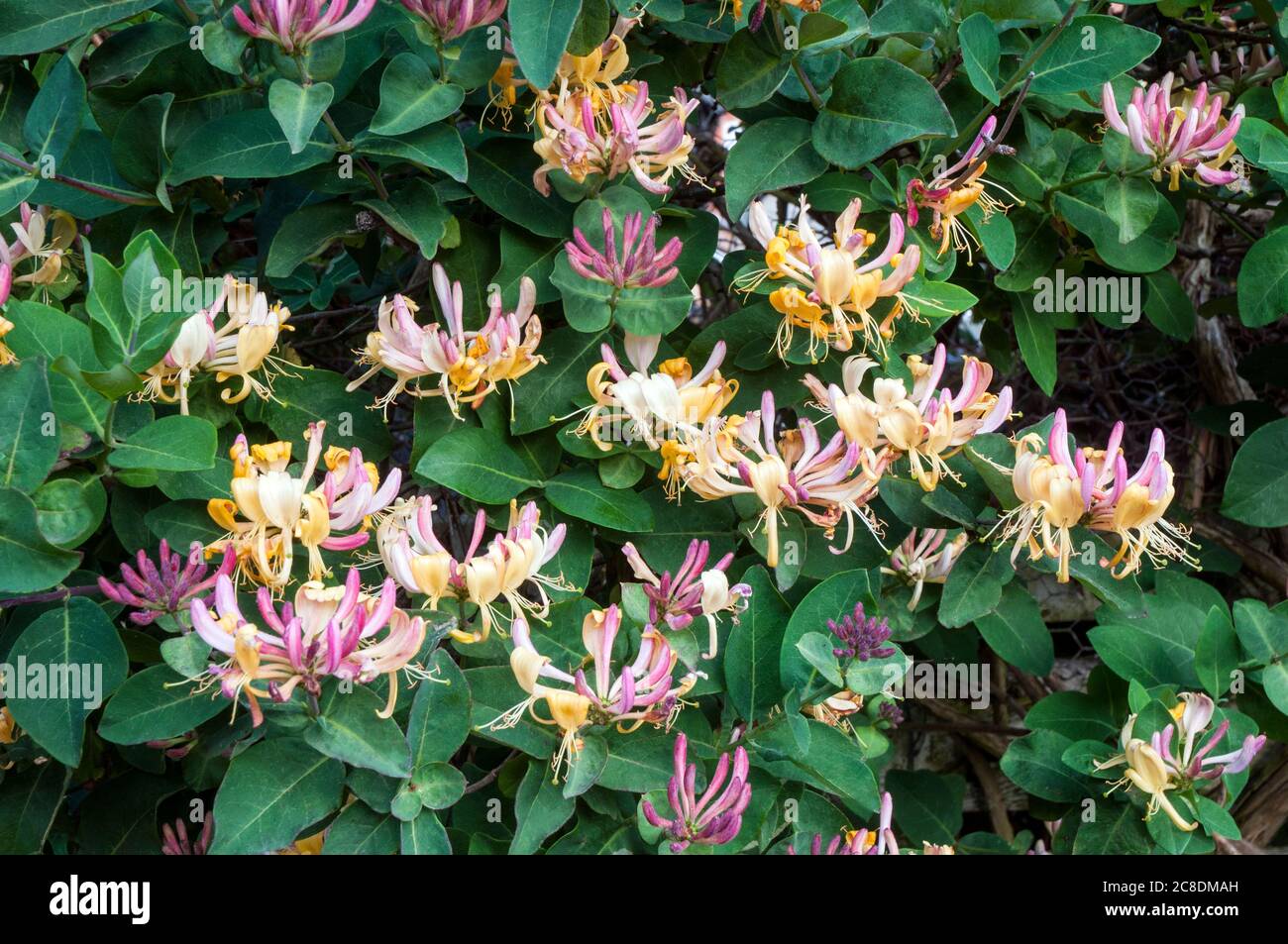 Wild Honeysuckle Lonicera periclymenum Woodbine with lots of flowers  A deciduous perennial climber that flowers in summer and is fully hardy Stock Photo