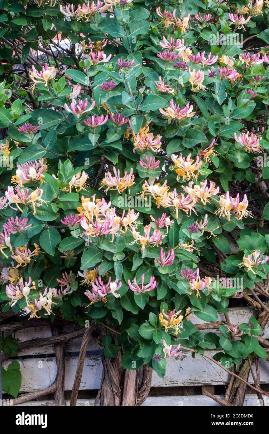 Wild Honeysuckle Lonicera periclymenum Woodbine with lots of flowers A