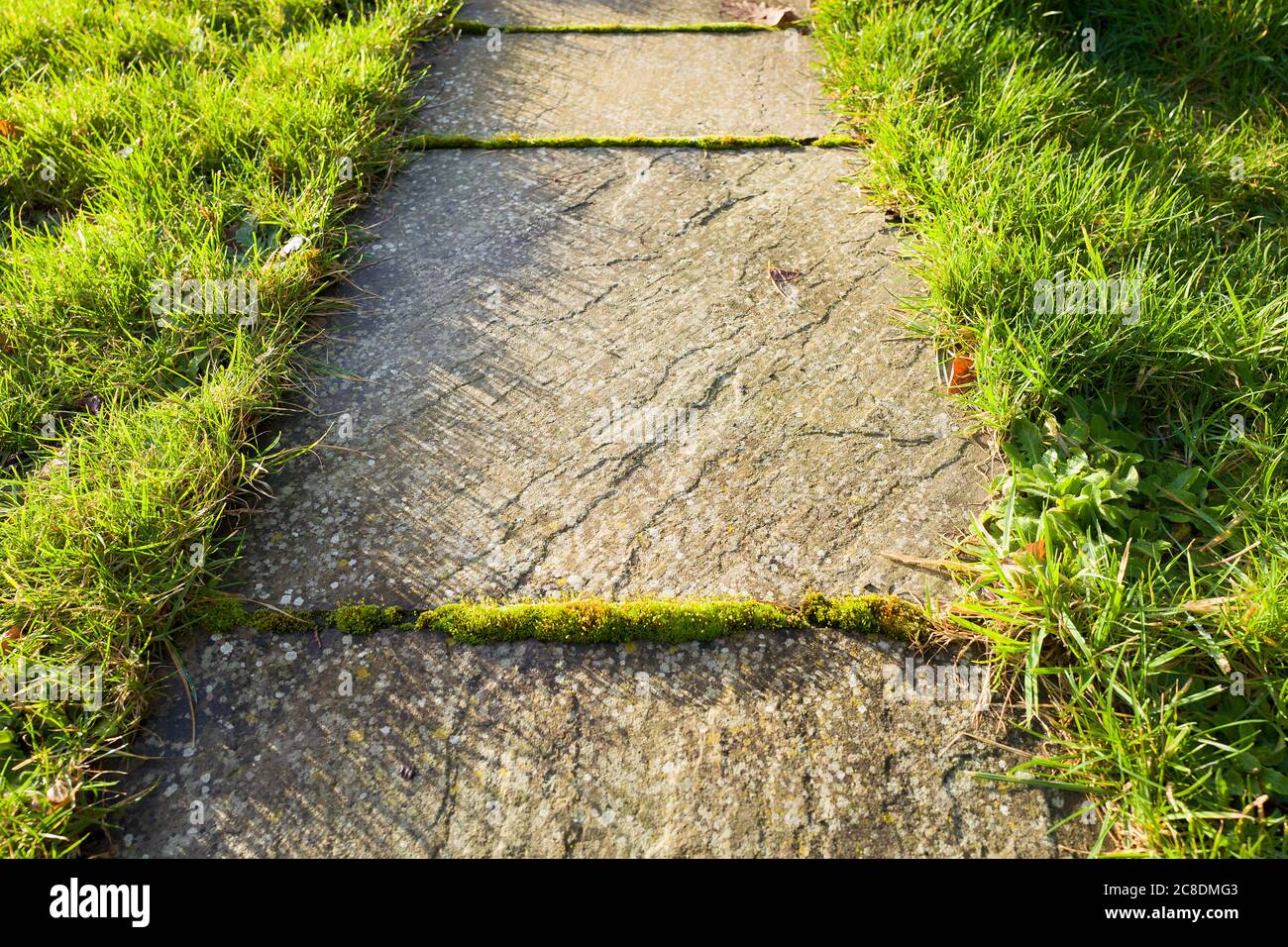A paved gardem path shows how unwanted plants self-seed and grow in joins between slabs causing a potential hazard in wet weather Stock Photo