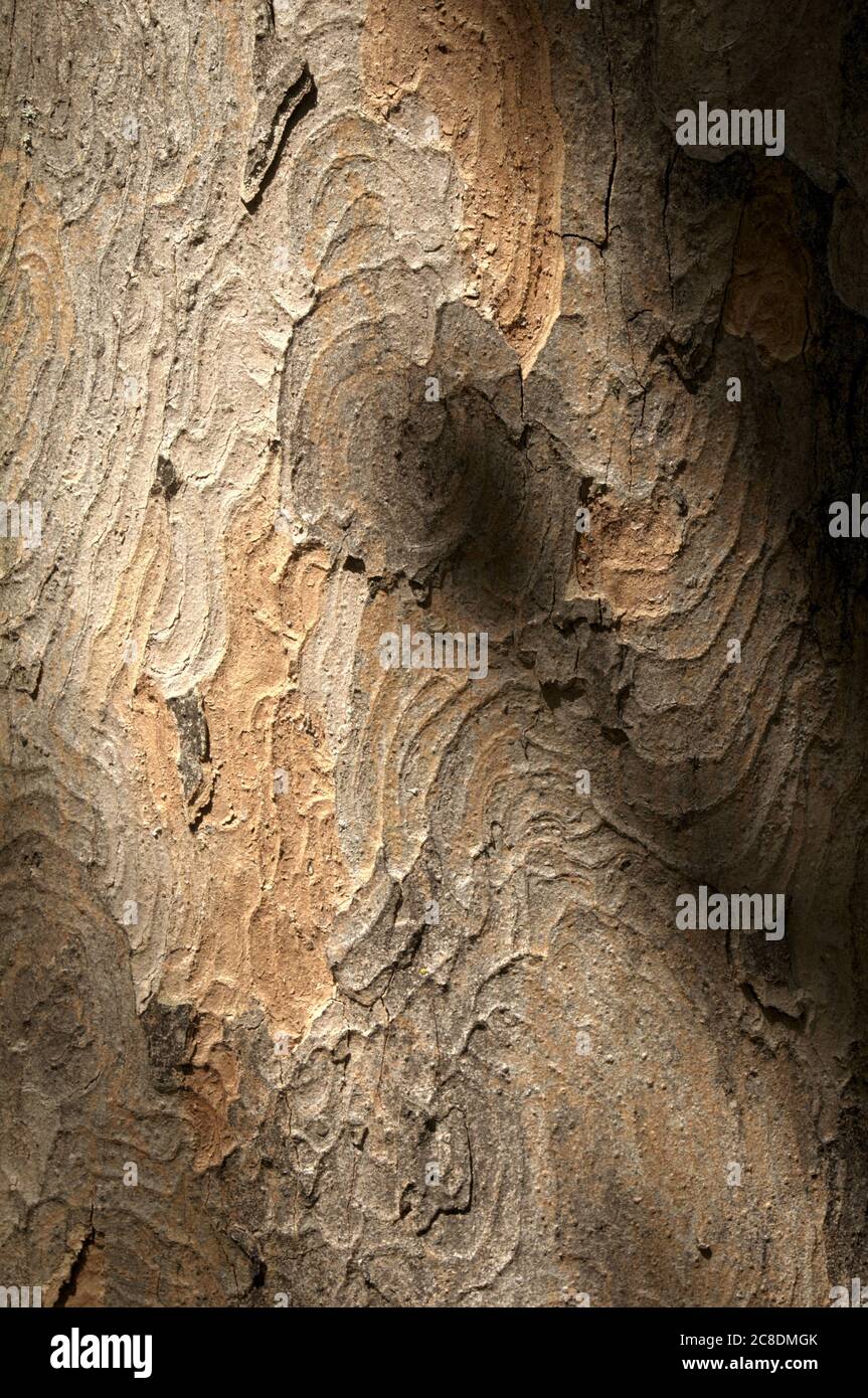 Whorled patterns hi-res stock photography and images - Alamy