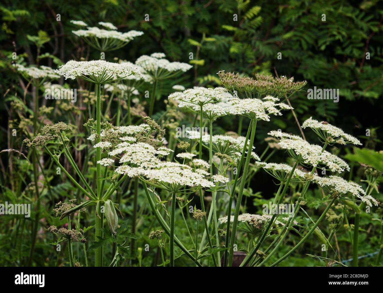 Giant Cow Parsley growing in the woodland, at a height of 1.7 to 1.8 metres Stock Photo