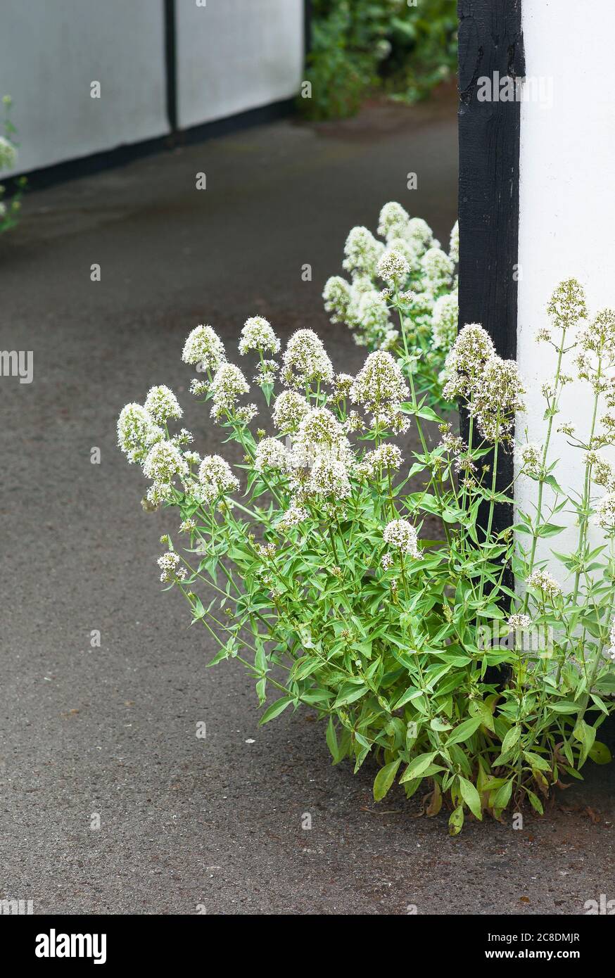 Self-seeded white Valerian growing in the margins of a tarmac surface in a private garden in the West Country UK Stock Photo